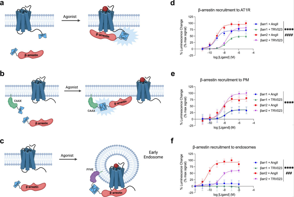 GPCR signaling resolves decisions across pathways and space before any single endpoint is observed. β-arrestin recruitment to the angiotensin II type 1 receptor (AT1R) differs by ligand and subcellular compartment, as shown by dose–response measurements at the plasma membrane and in endosomes.