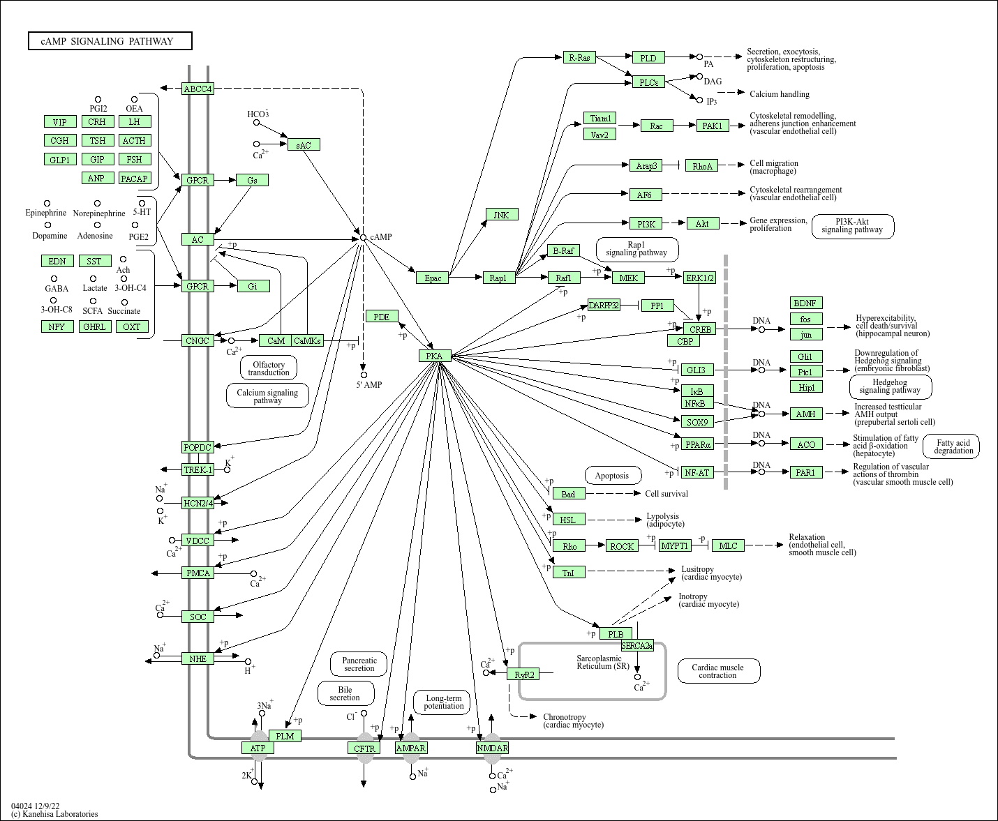 Human cAMP signaling pathway from KEGG, illustrating a dense network of receptors, G proteins, second messengers, kinases, and transcriptional outputs.
